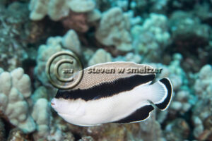 Bandit Angelfish, Apolemichthys arcuatus, (Gray, 1831), Molokai, Hawaii