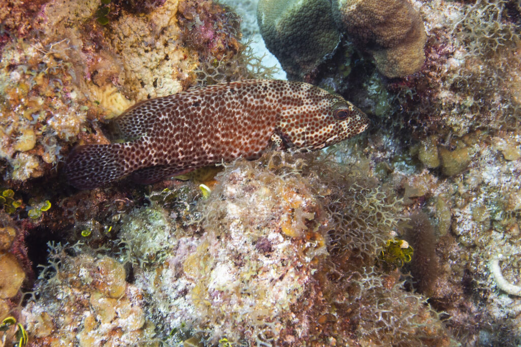 Black Grouper, Mycteroperca bonaci Poey, 1860, Grand Cayman