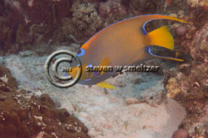 Blue Angelfish, Holacanthus bermudensis<br /> (Goode, 1876), Grand Cayman