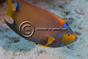 Blue Angelfish, Holacanthus bermudensis (Goode, 1876), Grand Cayman