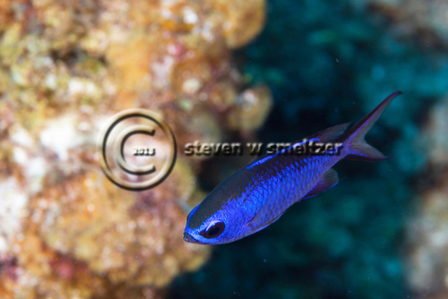 Blue Chromis, Chromis cyanea, (Poey, 1860), Grand Cayman