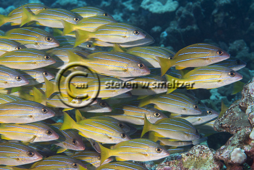 Bluestripe Snapper, Lutjanus kasmira, (Forsskål, 1775), Maui, Hawaii