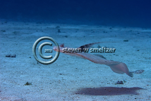 Flowery Flounder, Bothus mancus (Broussonet, 1782), Maui Hawaii