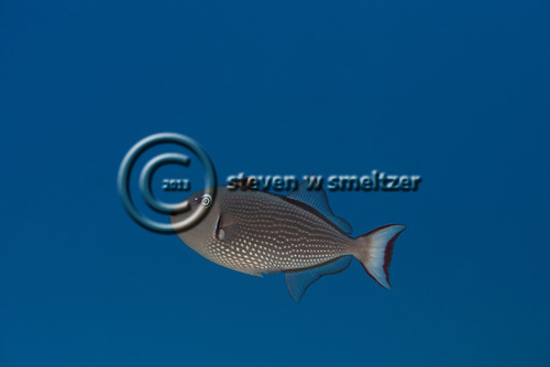 Gilded Triggerfish Gilded Triggerfish, Xanthichthys auromarginatus, (E. T. Bennett, 1832), Maui, Hawaii