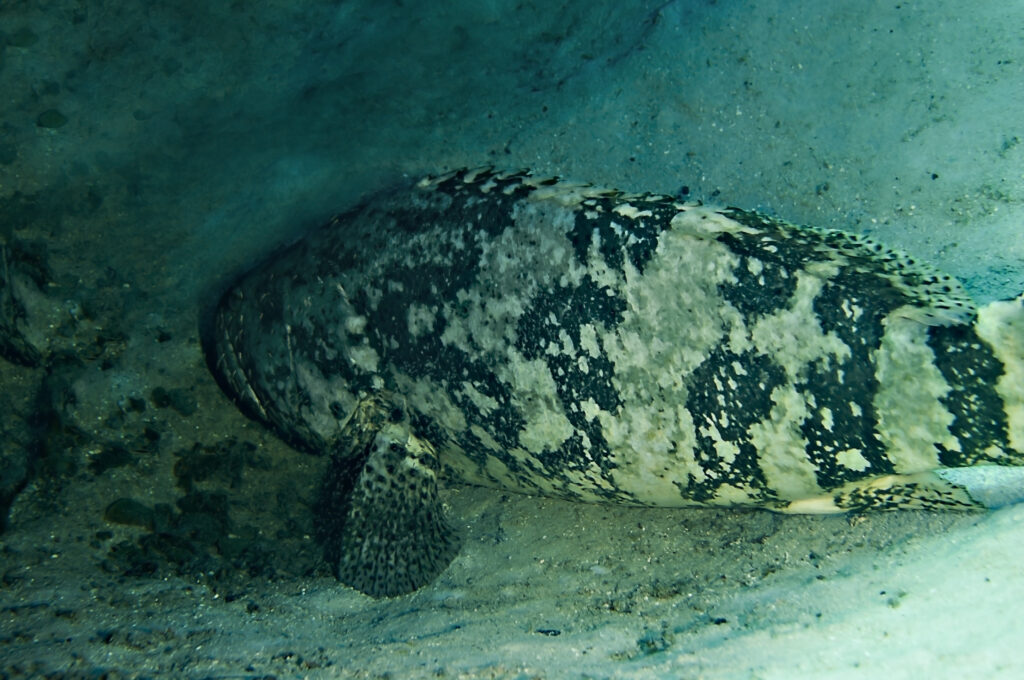 Goliath Grouper, Epinephelus itajara, Grand Cayman