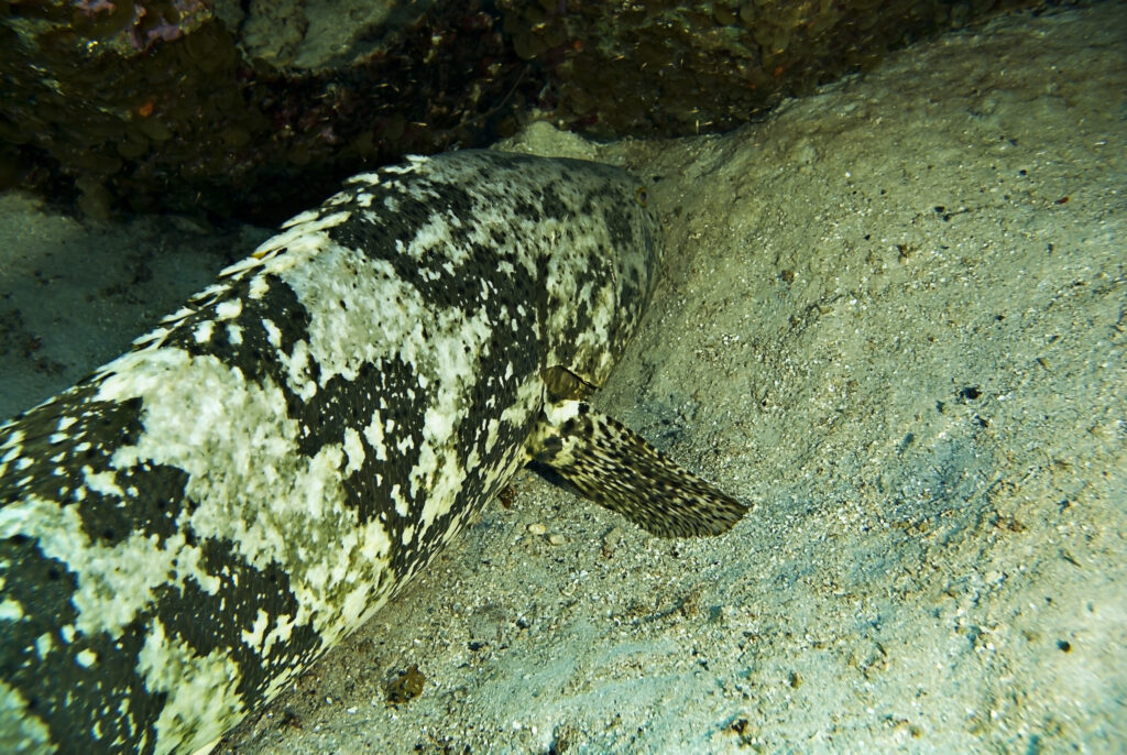 Goliath Grouper, Epinephelus itajara, Grand Cayman