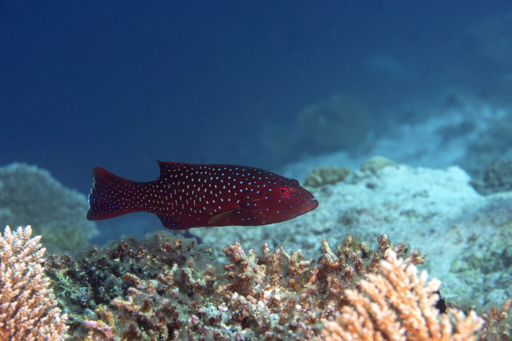 Indian Coral Grouper, Plectropomus pessuliferus, Oken, 1817, Maldives