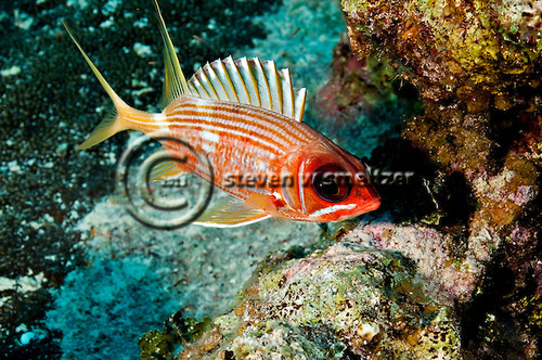 Longspine Squirrelfish, Holocentrus rufus, (Walbaum, 1792), Grand Cayman