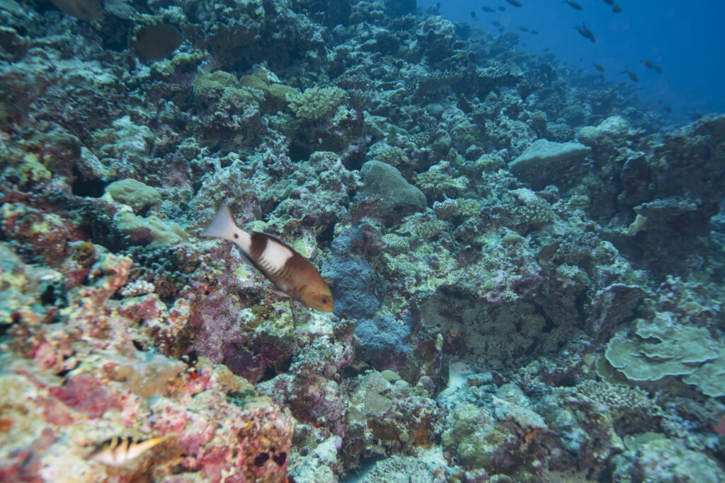 Masked Grouper, Gracila albomarginata, (Fowler & Bean, 1930)