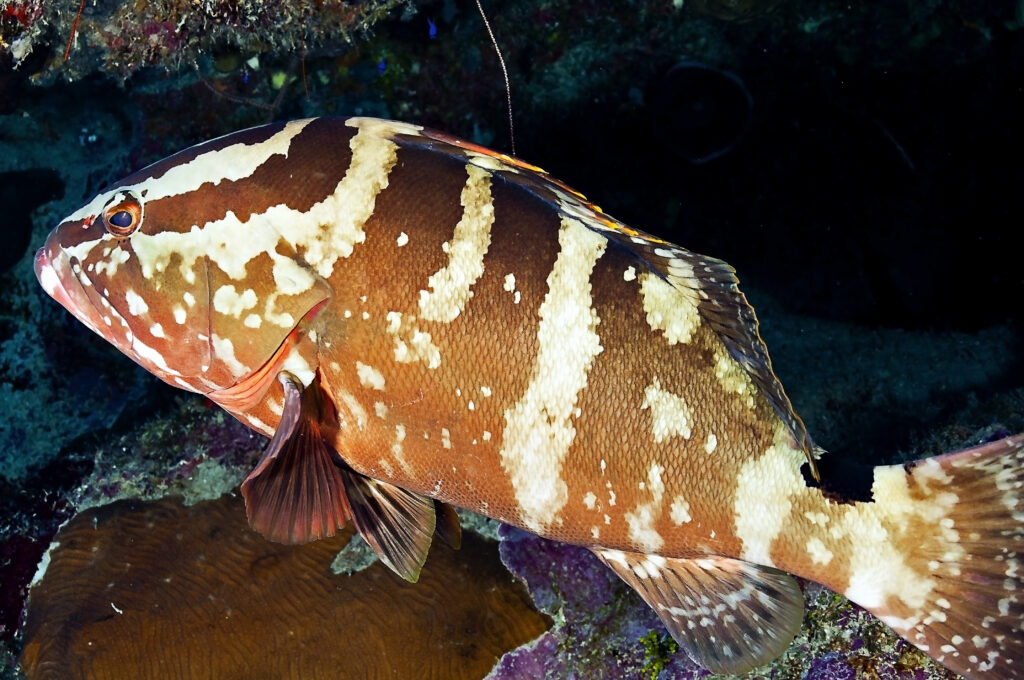 Nassau Grouper, Epinephelus striatus, Grand Cayman