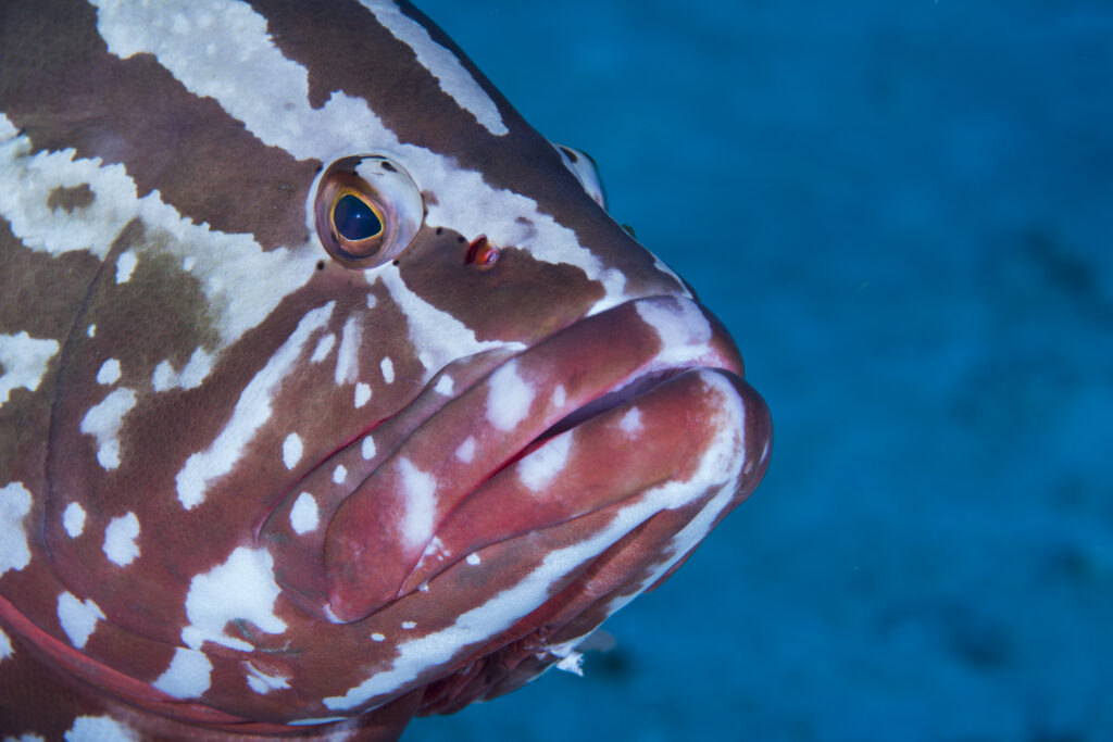 Nassau Grouper, Epinephelus striatus, Epinephelus striatus, (Bloch, 1792),