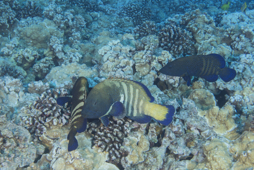 Peacock Grouper, Cephalopholis argus, (Heemstra and Randall 1993), Molokini Crater, Hawaii