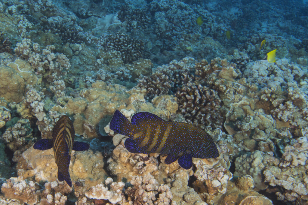 Peacock Grouper, Cephalopholis argus, (Heemstra and Randall 1993), Molokini Crater, Hawaii