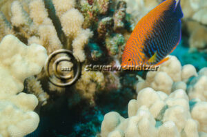 Potters Angelfish, Centropyge potteri, (Jordan & Metz, 1912), Lanai, Hawaii