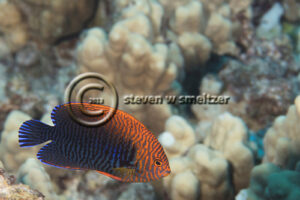 Potters Angelfish, Centropyge potteri, (Jordan & Metz, 1912), Lanai, Hawaii