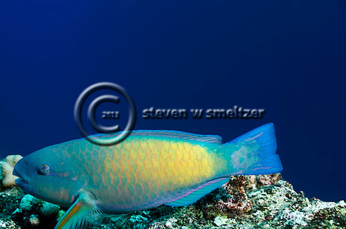 Regal Parrotfish, Scarus dubius, Bennett, 1828