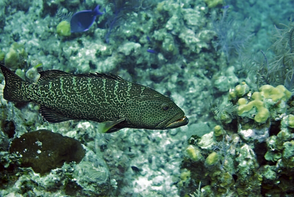 Tiger Grouper, Mycteroperca tigris, Grand Cayman