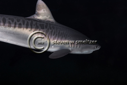 Apex Predator, Tiger Shark, Galeocerdo cuvier, Péron & Lesueur, 1822, Maui, Hawaii